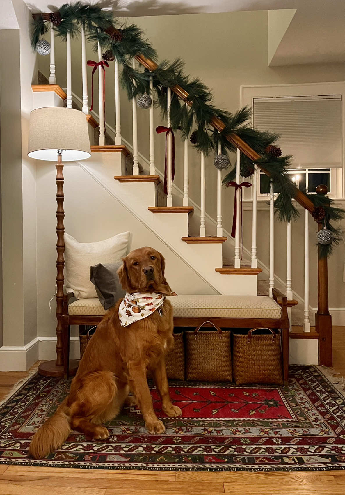 @Rooster The Red Retriever