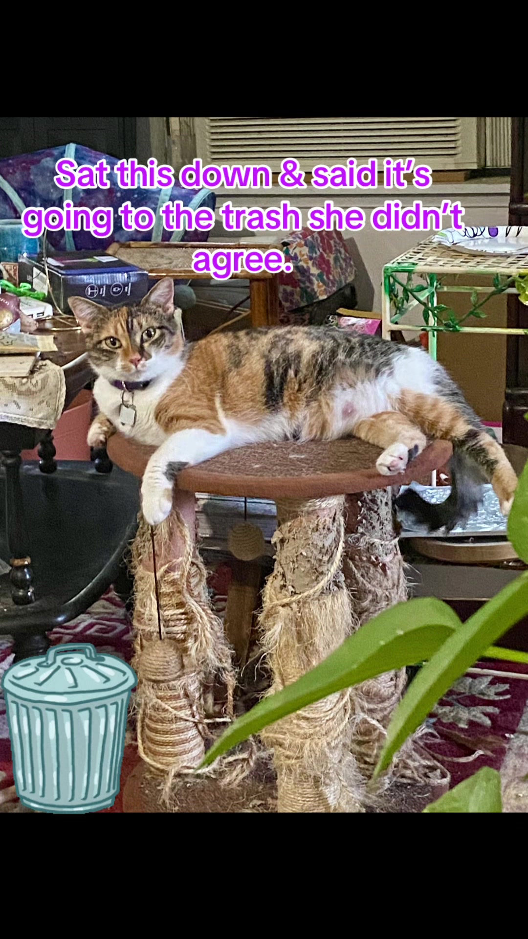 @🐈⬛🐈Shelby🐈