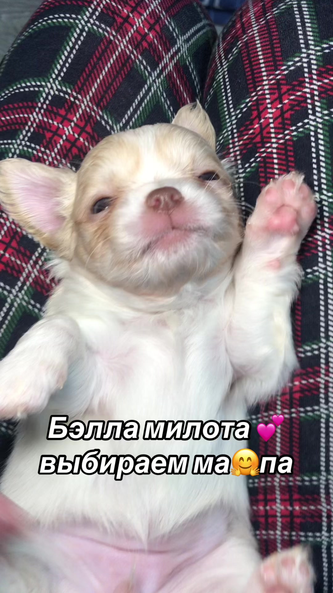 @dinastar_susan
