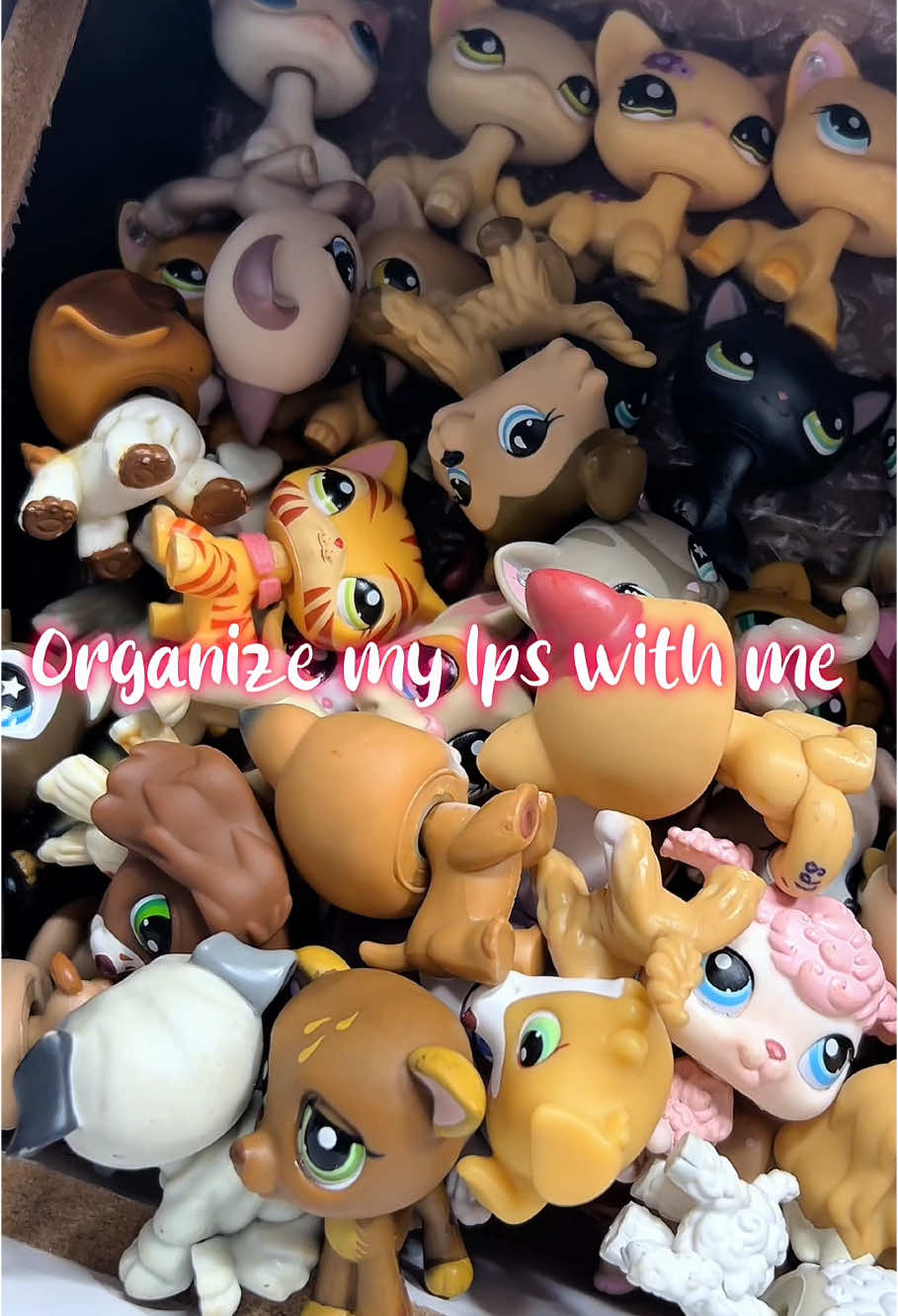 @Old Lps Evie Account