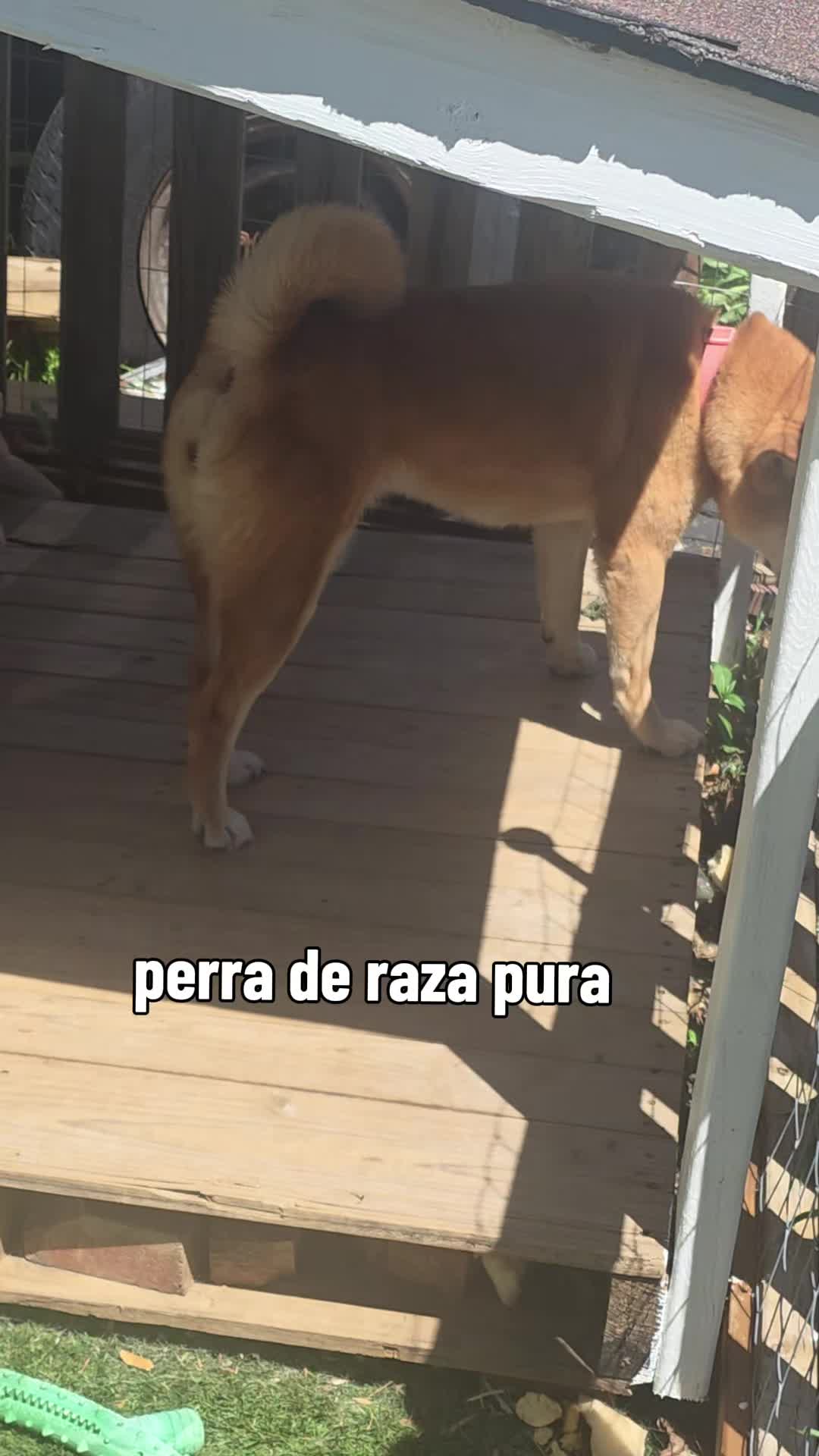 @🛑rojo🌇🌇☄️☄️