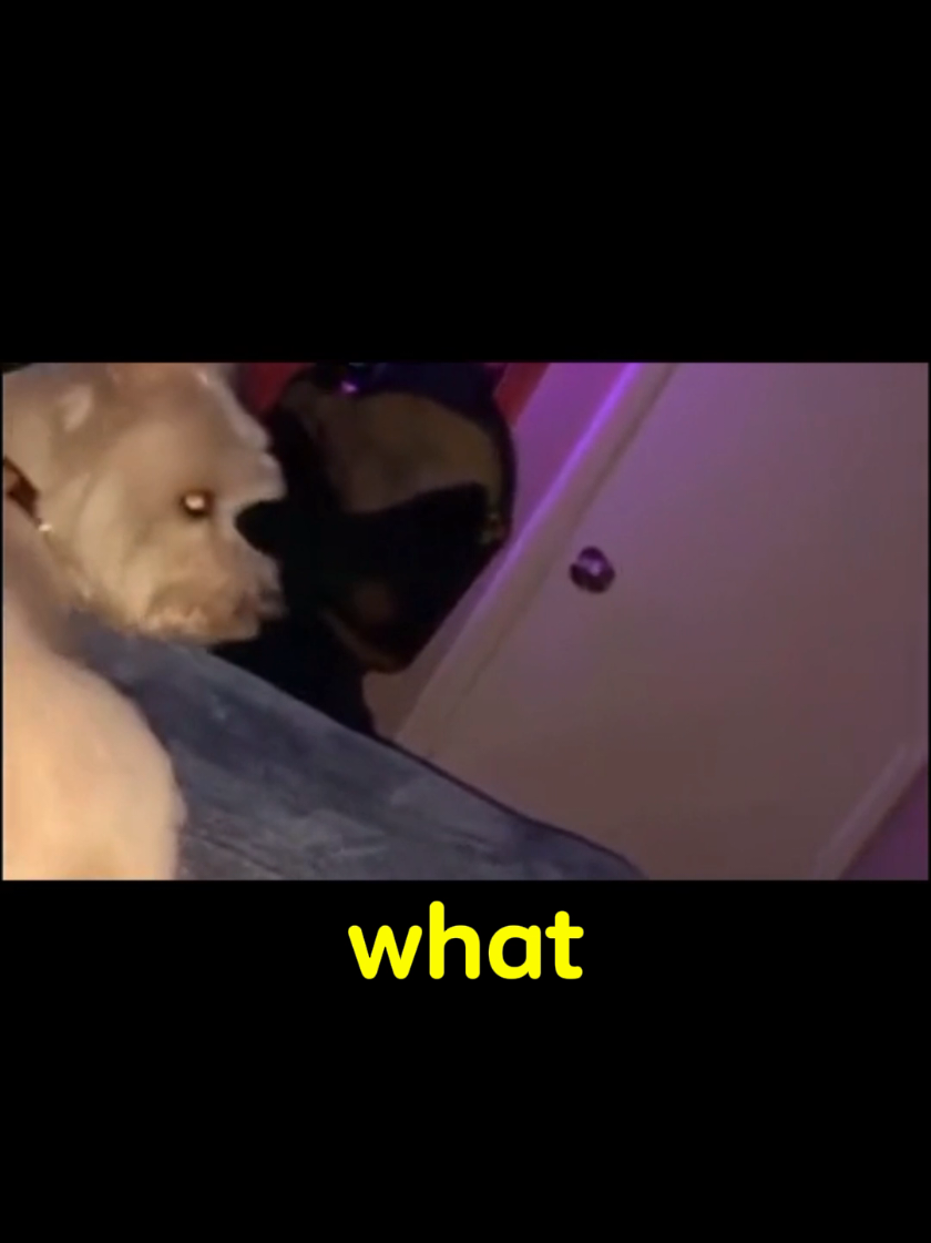 @DarkMoose
