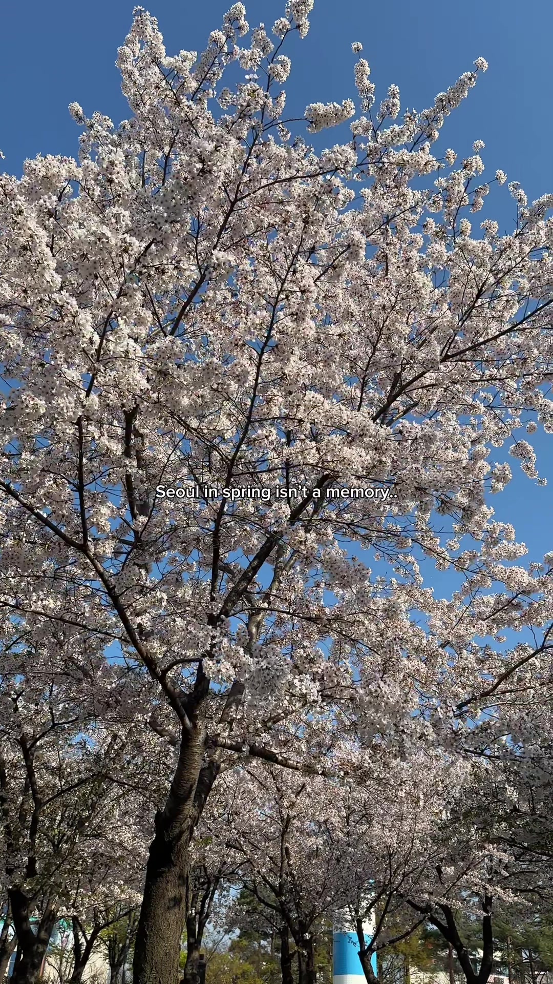 @rose | IG: @bluerose_0903