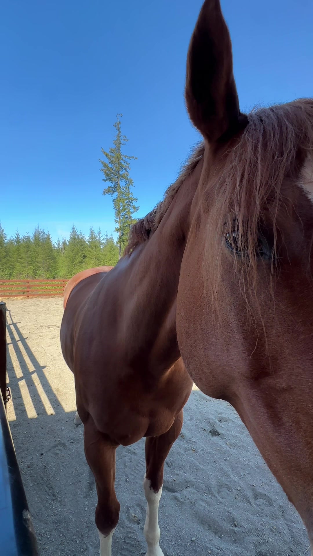 @Cait | Red Mare Owner