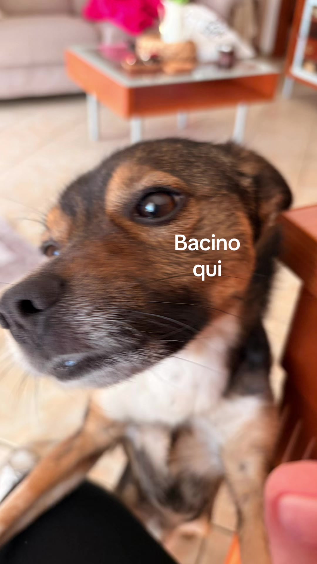 @il mondo_di_Roy