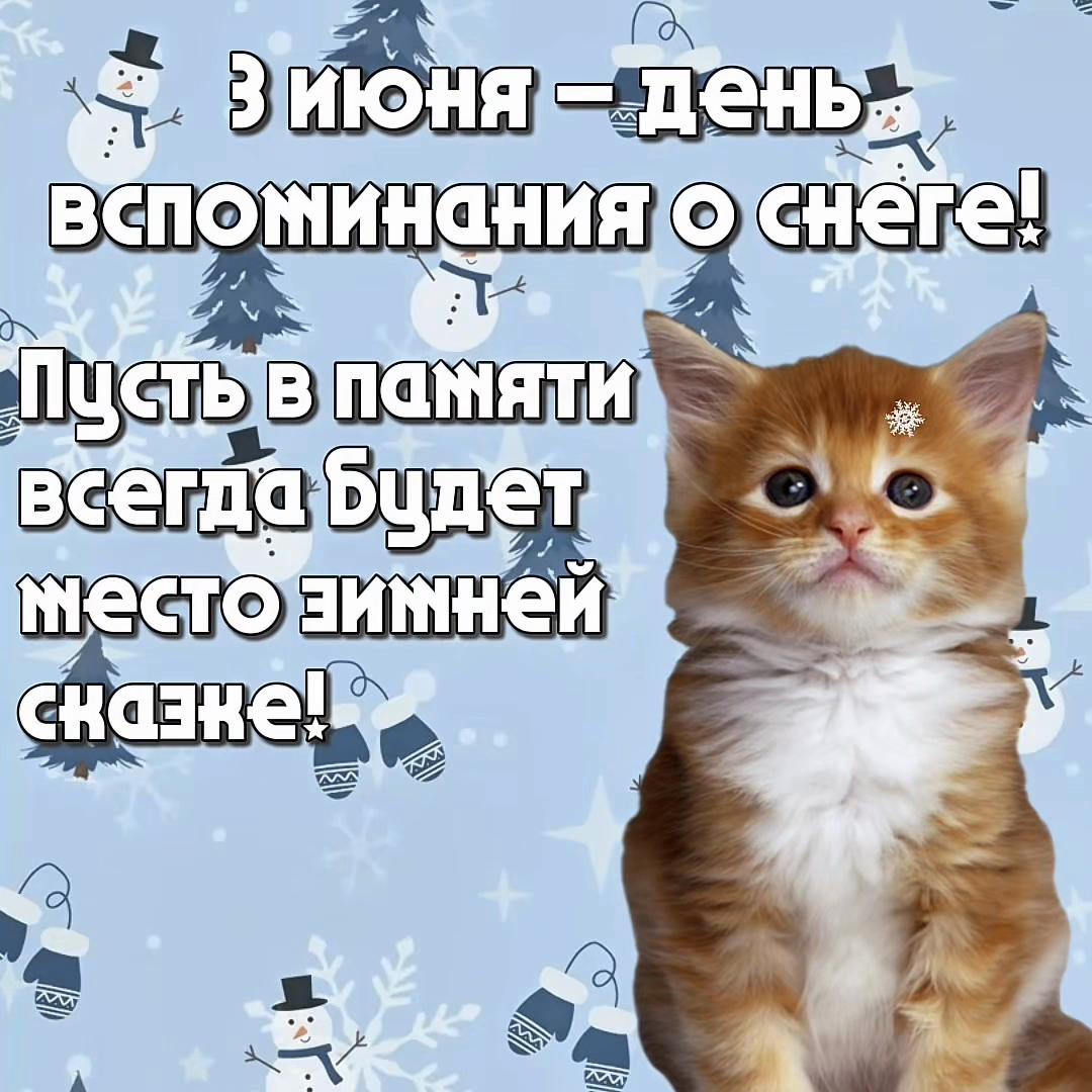 @котики на каждый день