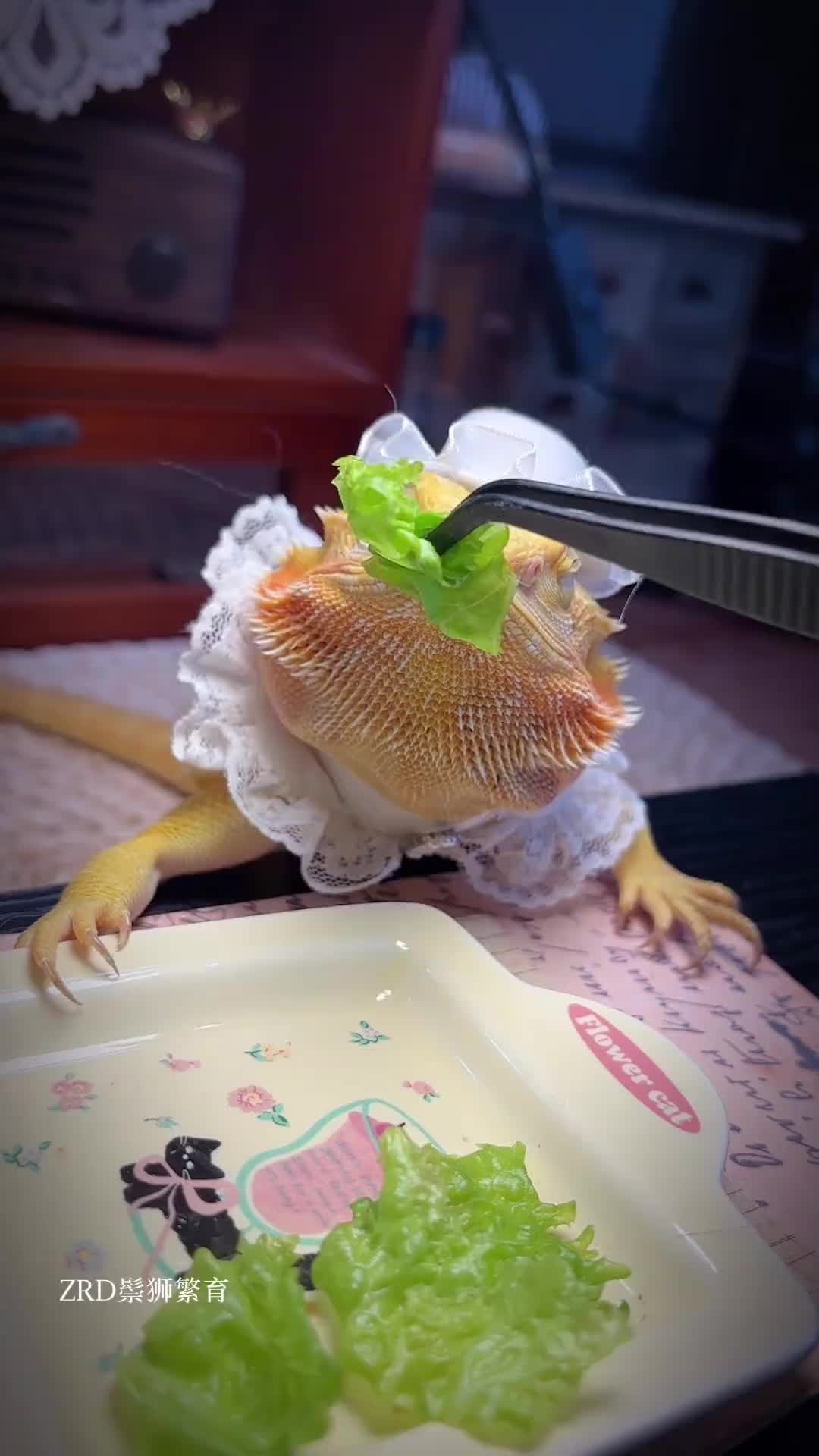 @ReptileHavenUS