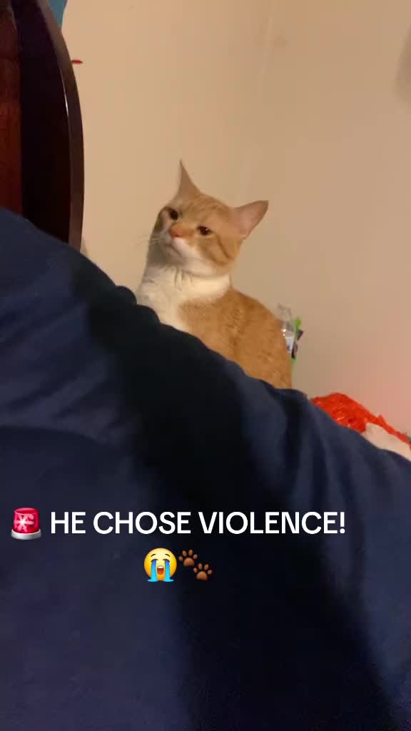 @Cat Verdict