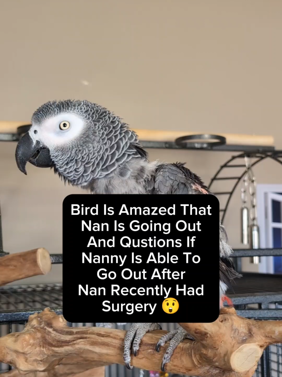 @Cosmothefunnyparrot