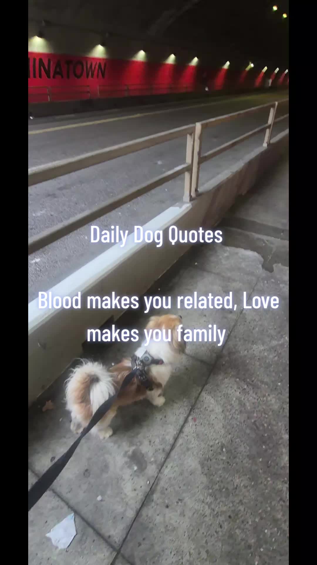 @dailydogquotes