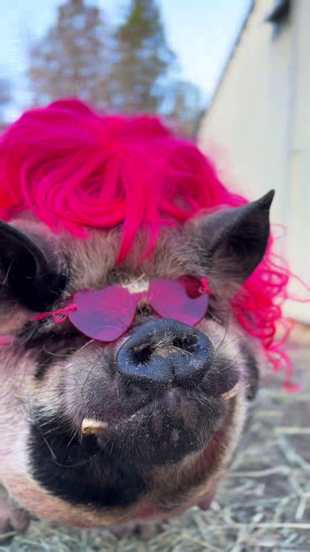 @thewinstonthepig