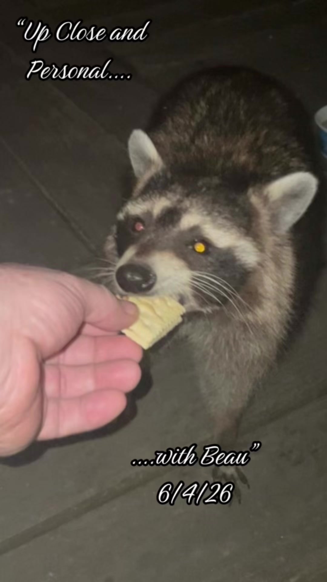 @LoneWolfKritterKam