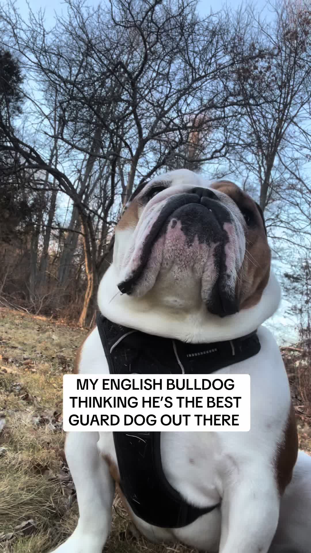 @Stubby The Bulldog