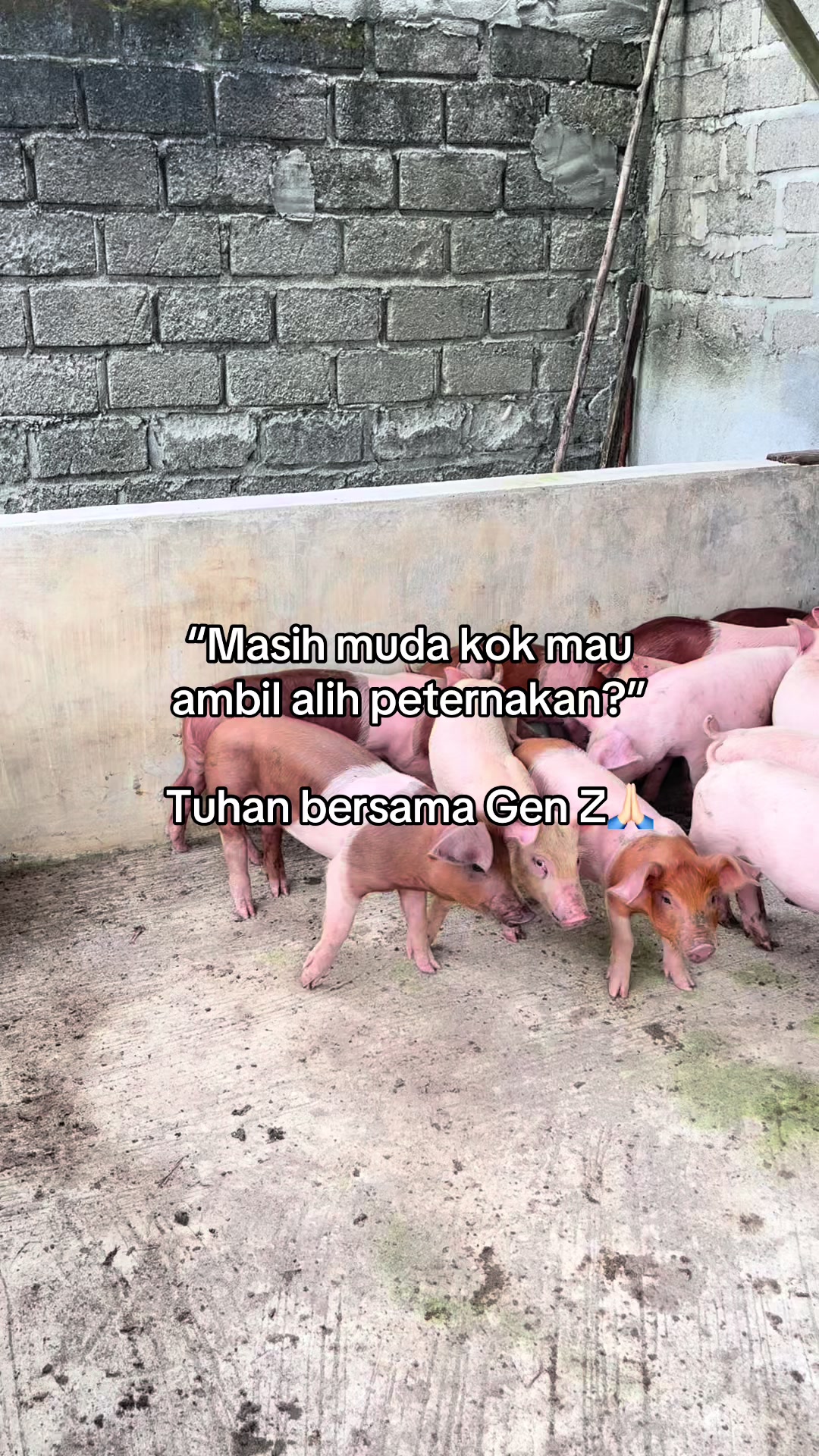 @Twinspiggyfarm01
