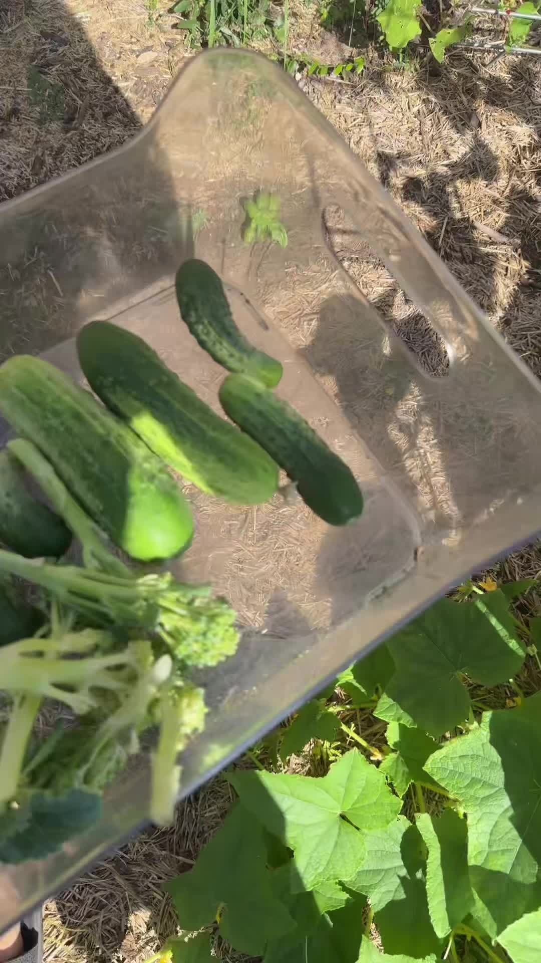 @themagicvalleygardener