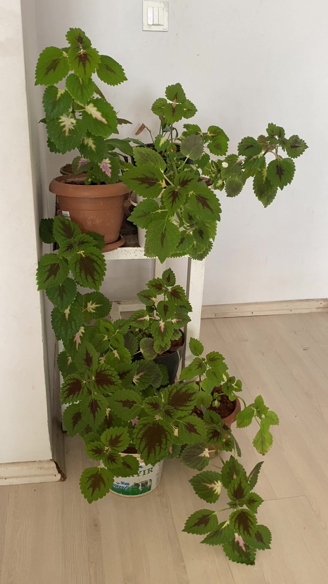 @Özlem zana