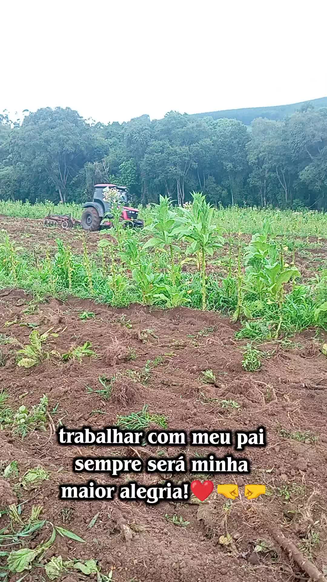 @Familia_Santos_fumicultores🌱