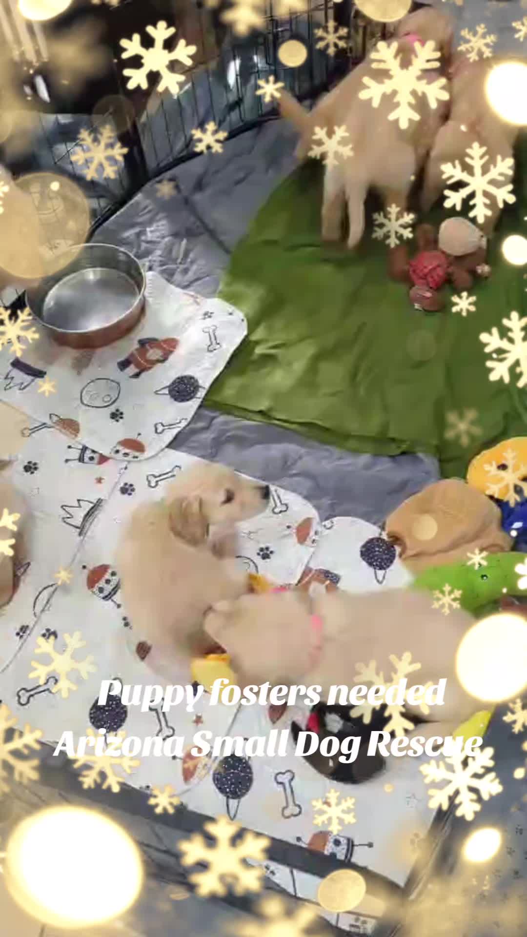 @AZSDR
