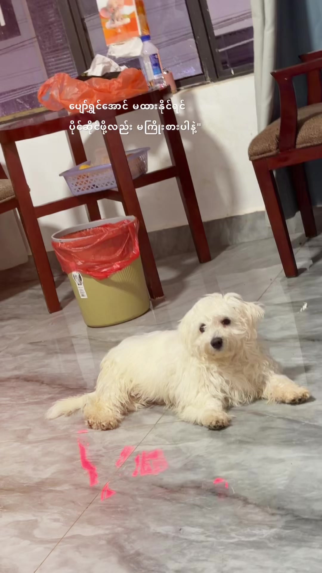 @招财🐶