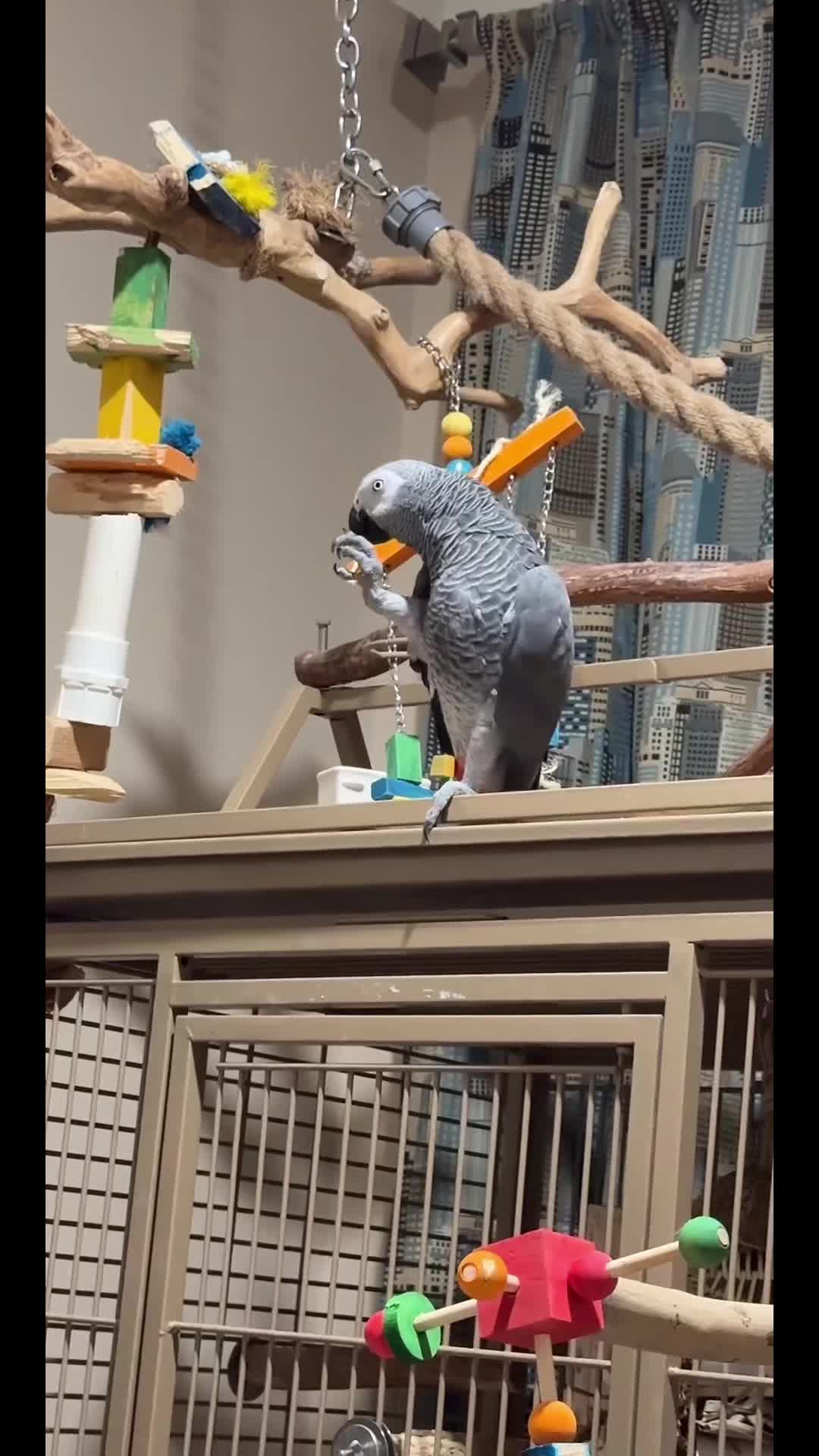 @thehinzoo