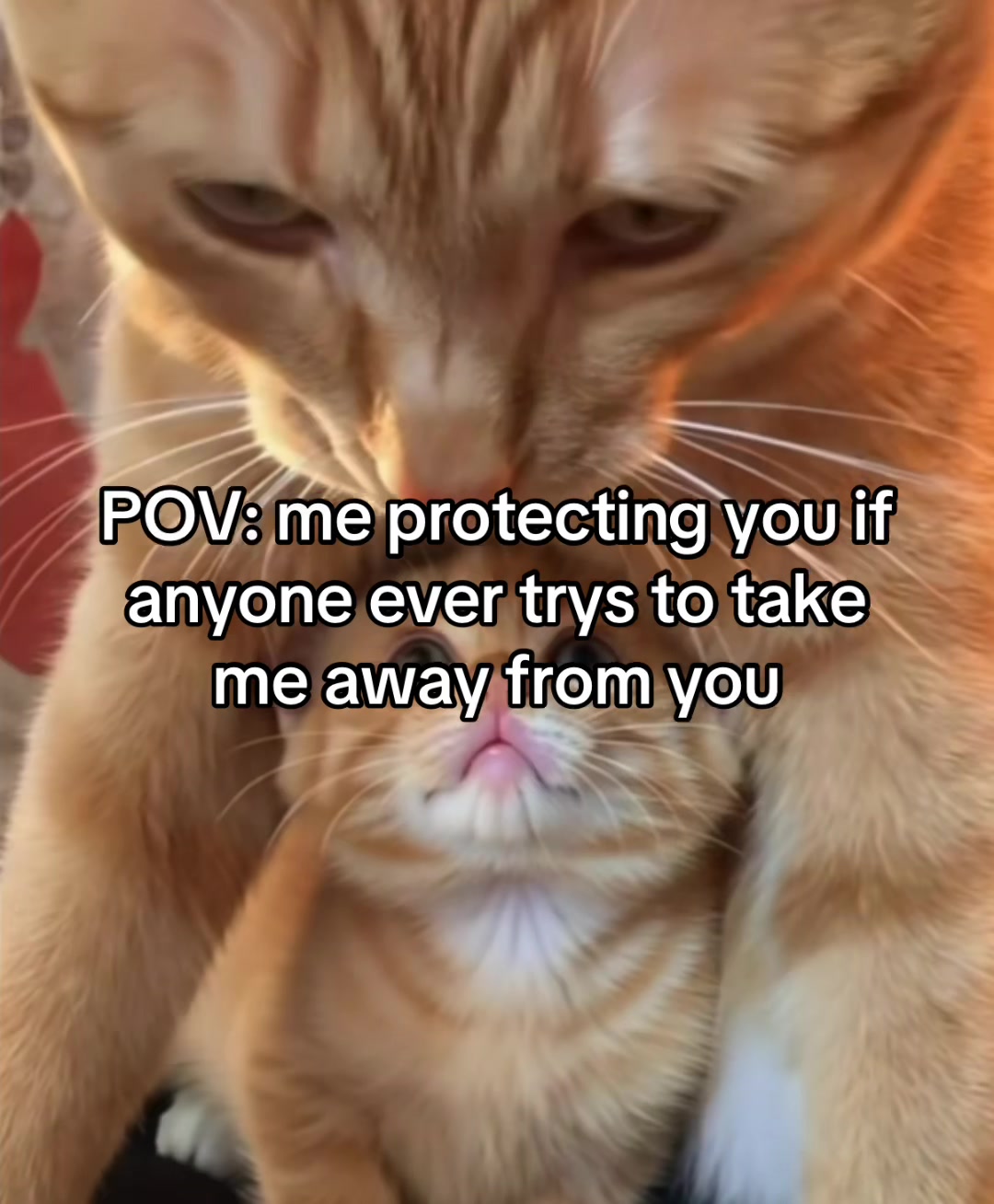 @LavanderCat