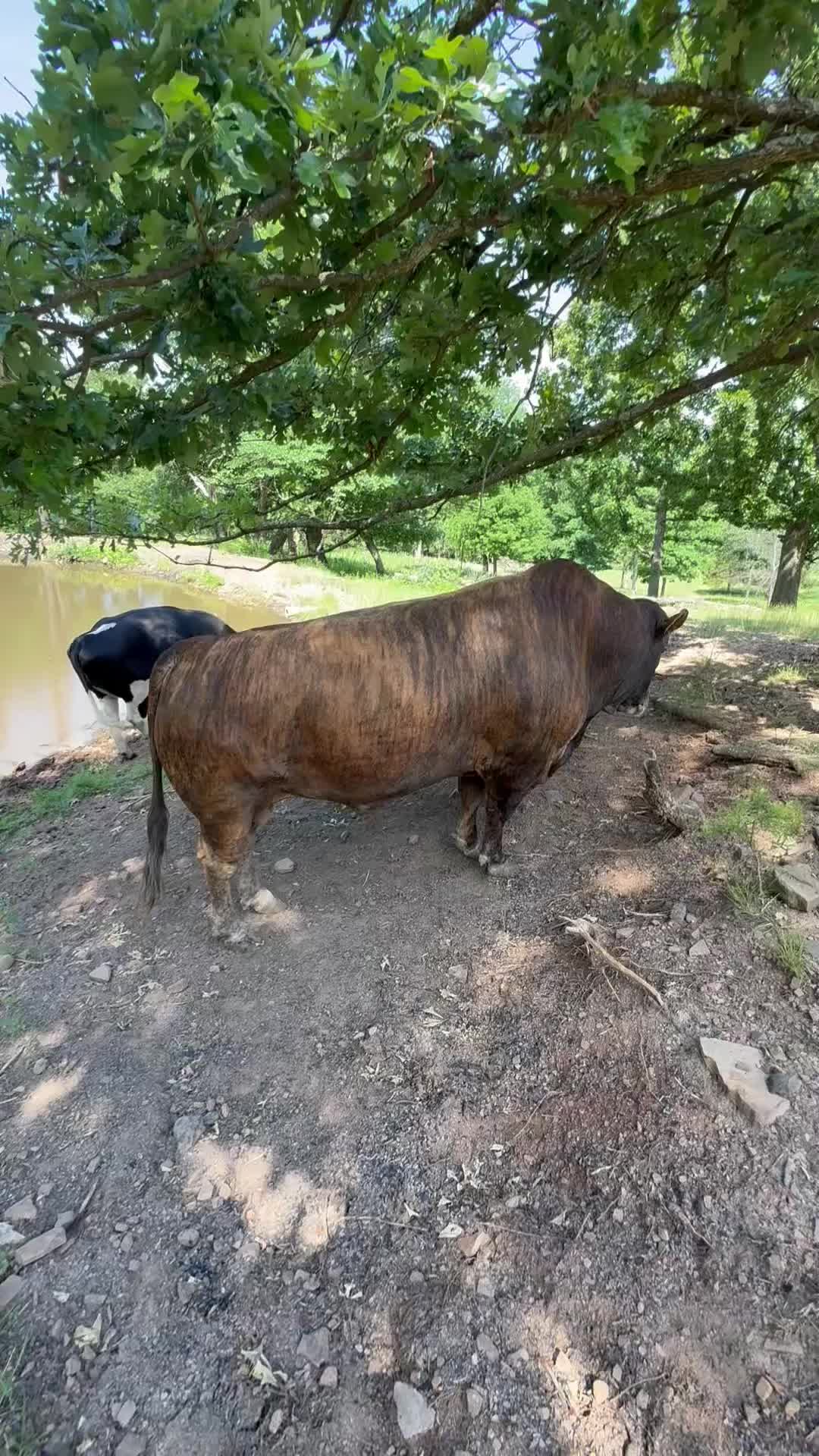 @Rufus The Bull