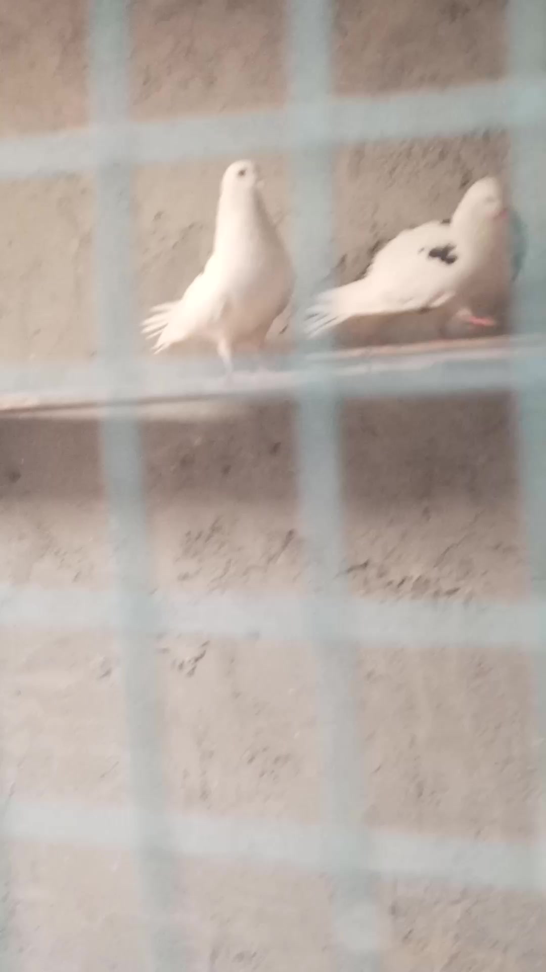 @Şahinci_ler