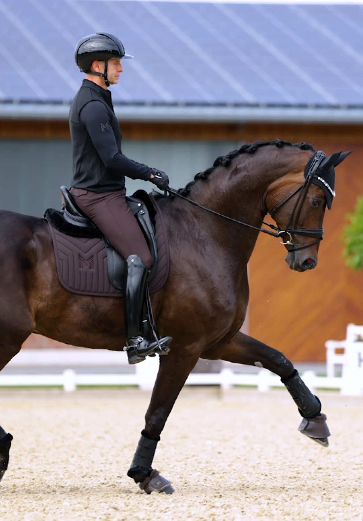 @Maximilian Equestrian