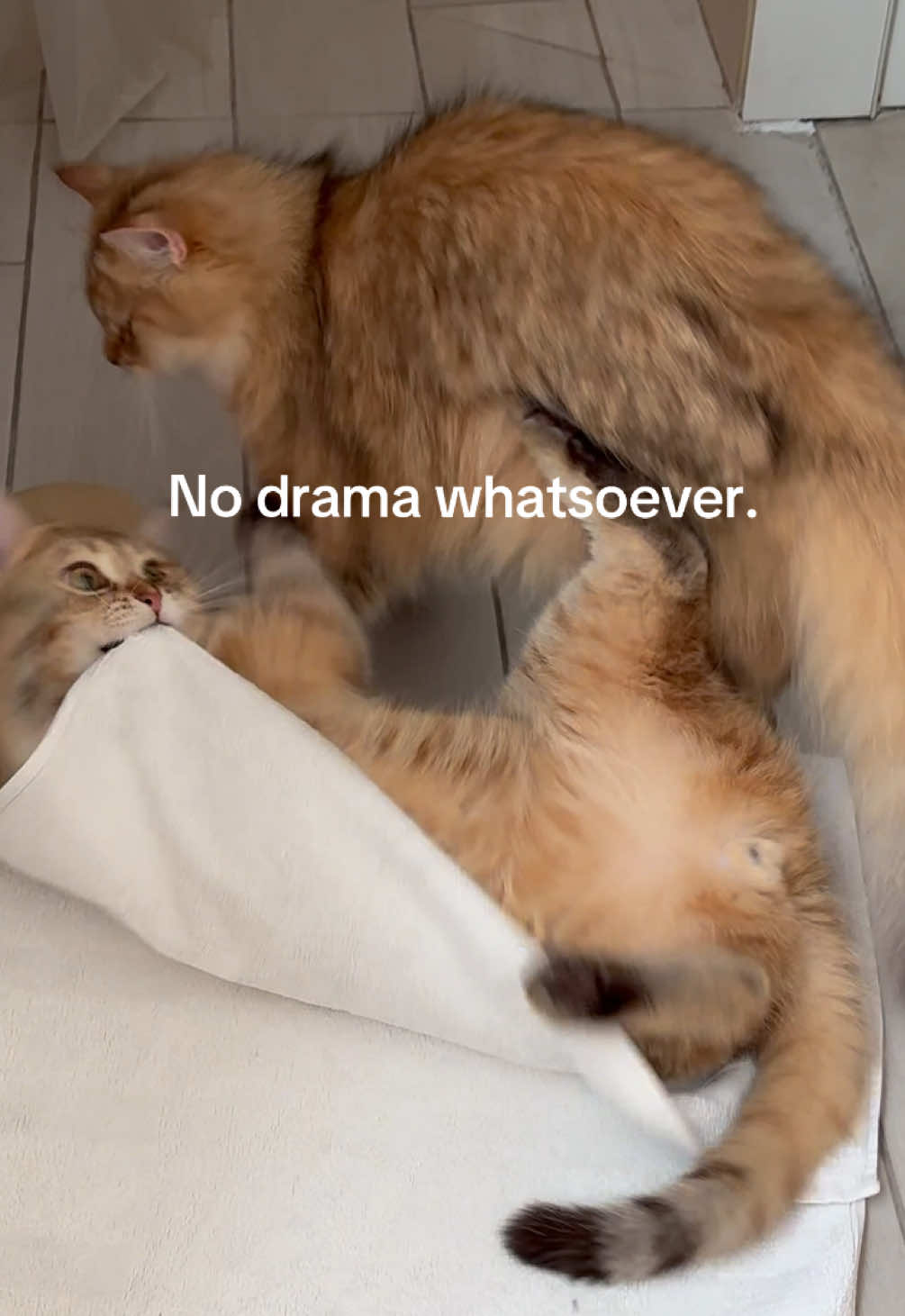 @penka_and_kittens