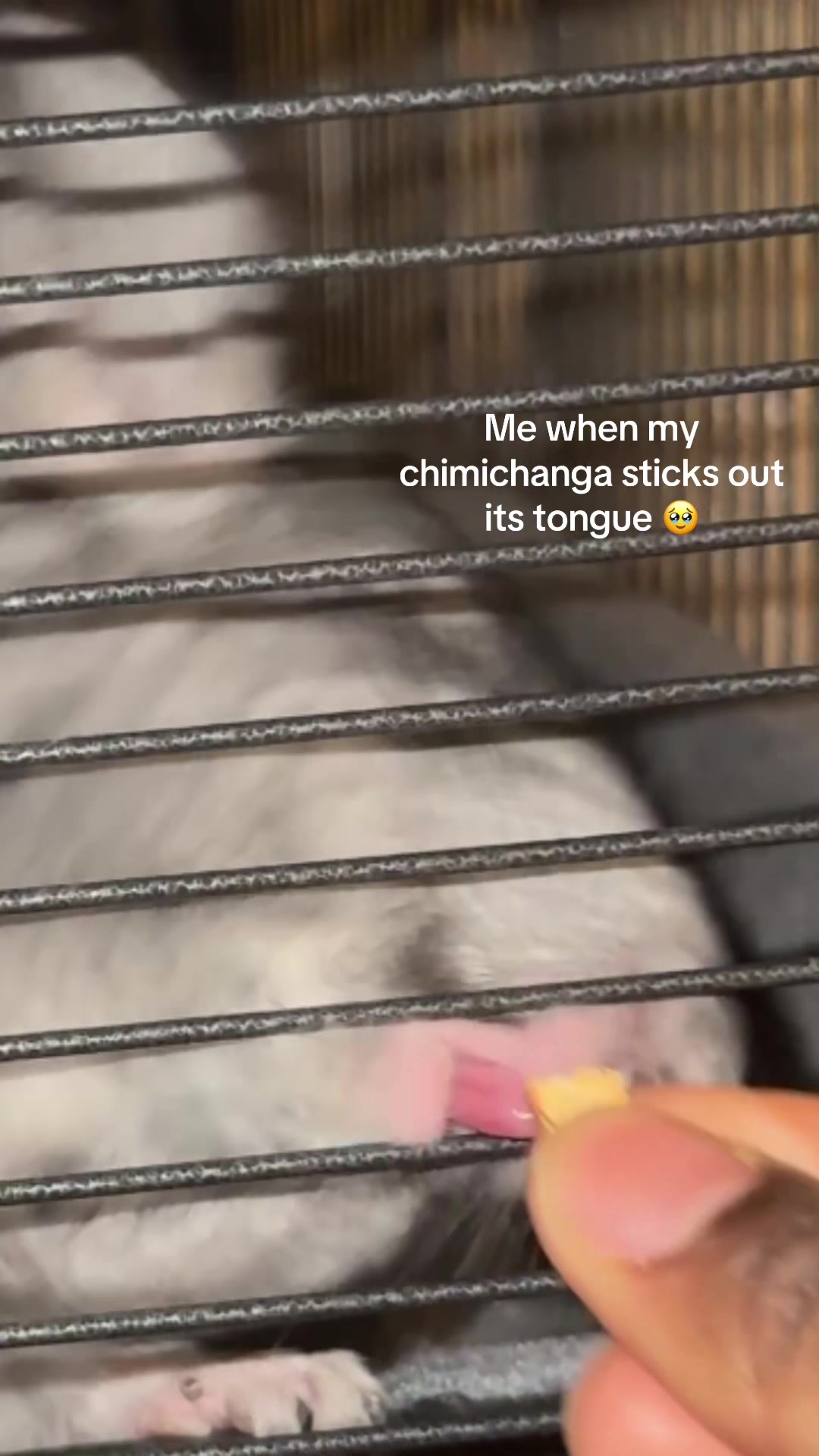 @BANDIT & STRIPE