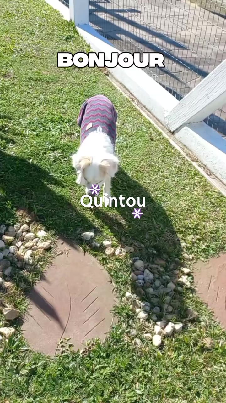 @Dogsitter