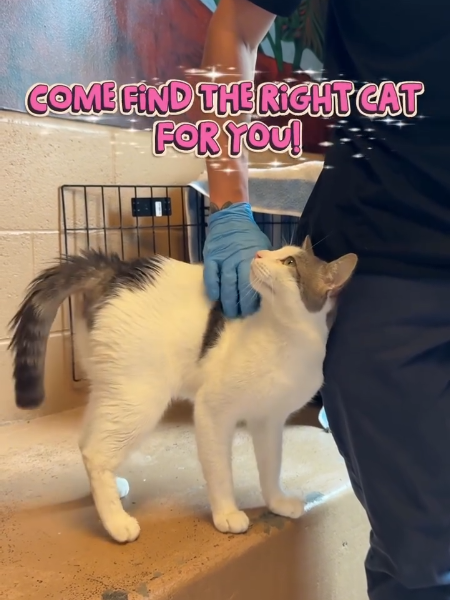 @Oakland Animal Services