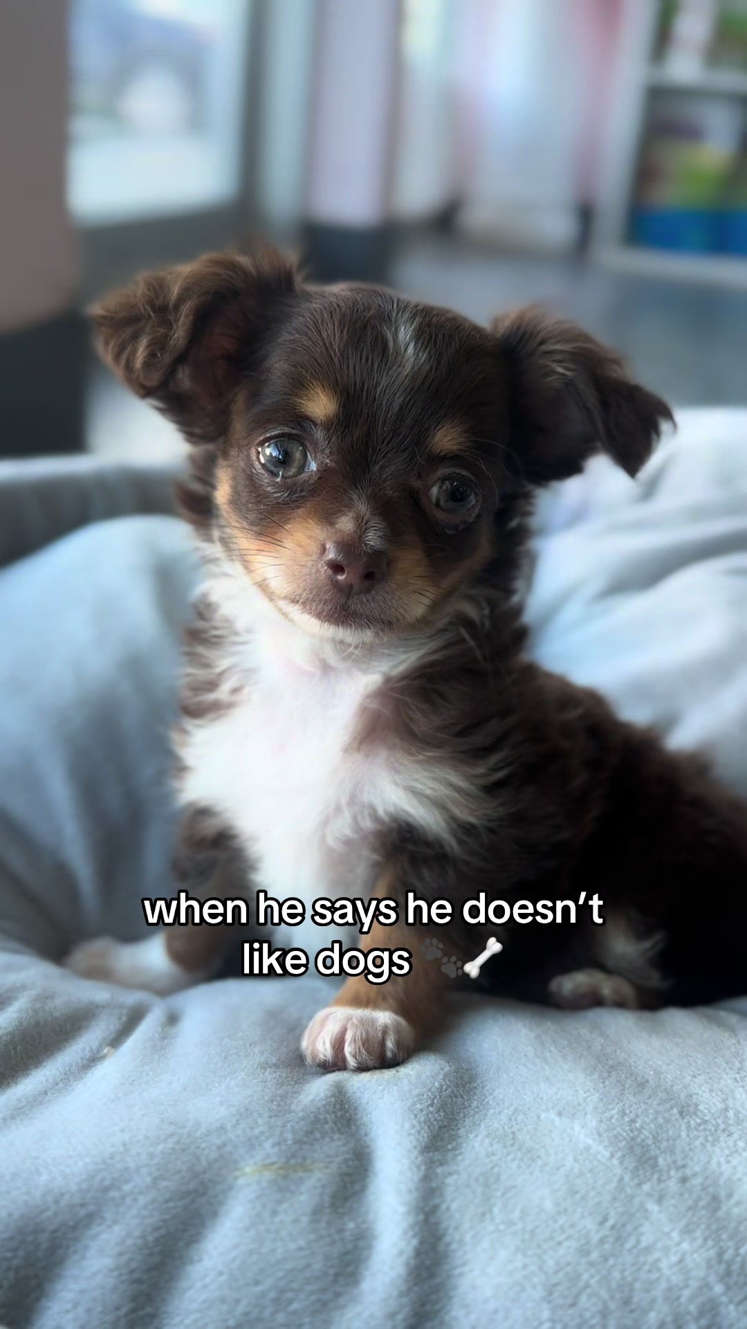 @Furry Babies
