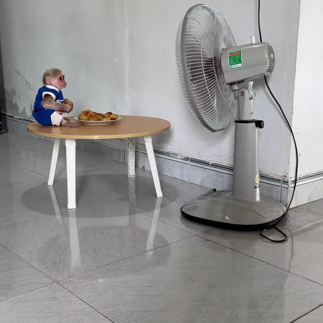 @Monkey TP