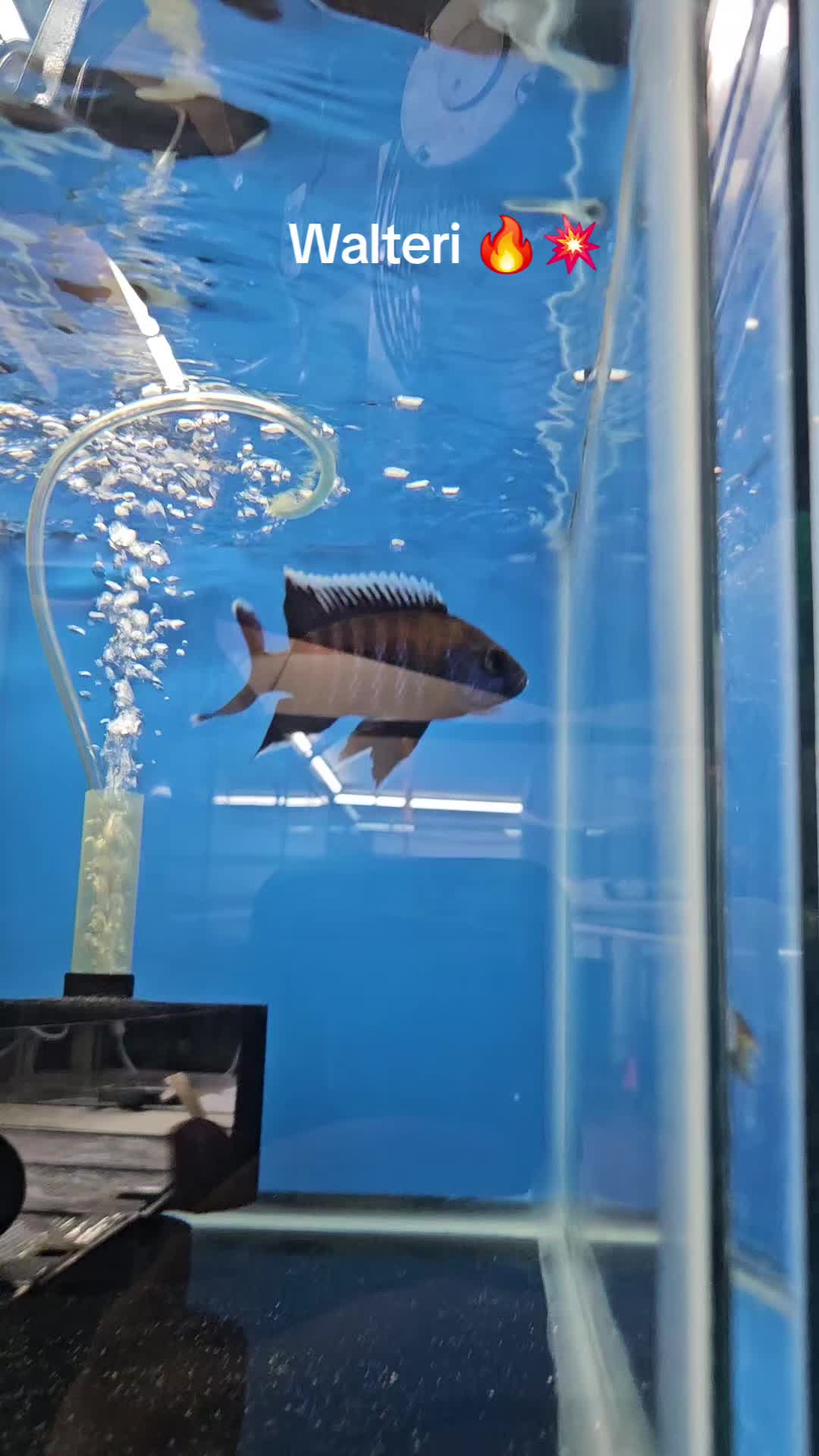 @EddieBcichlids