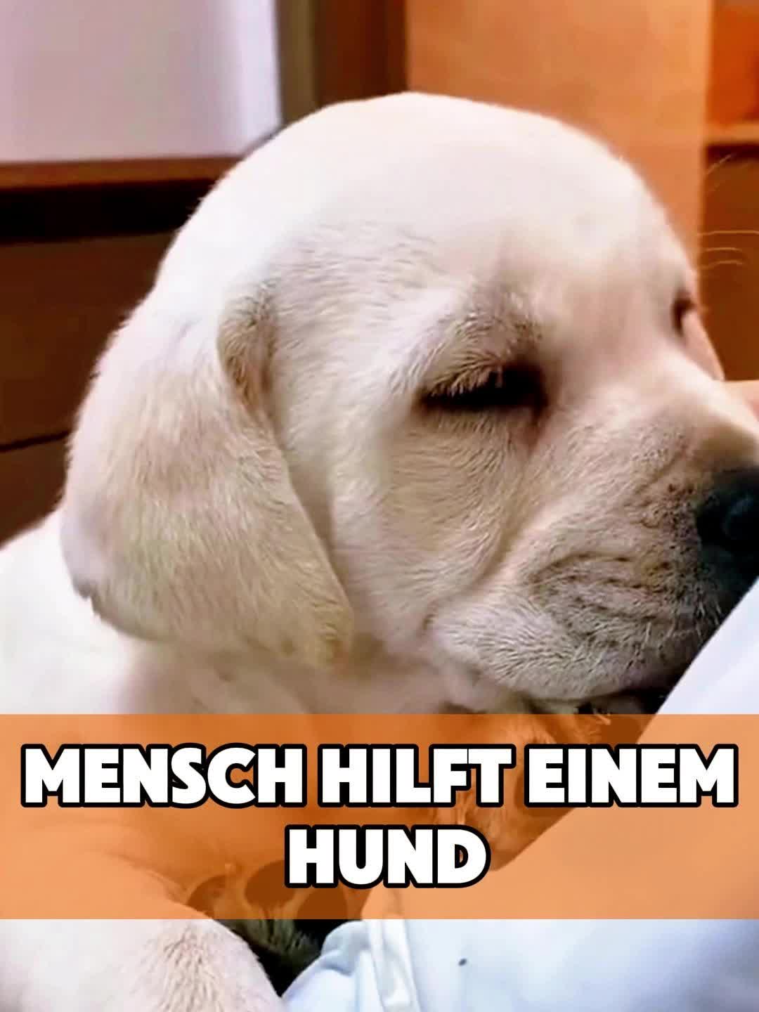 @toto_tier