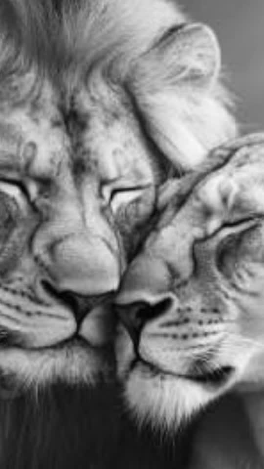 @🖤🐾Quando la musica🐾🖤