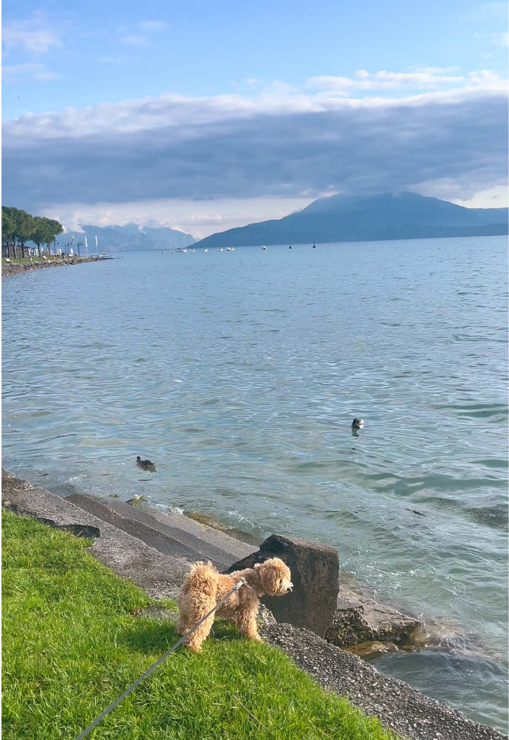 @dinothemaltipoo