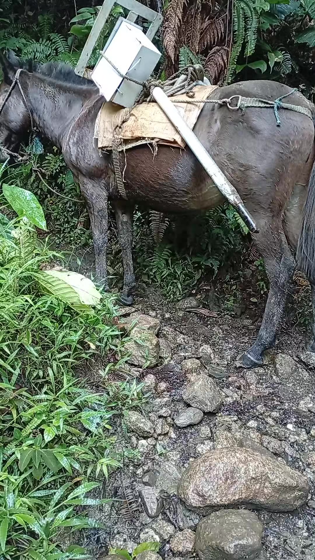 @ZOBEYDAPOMITA