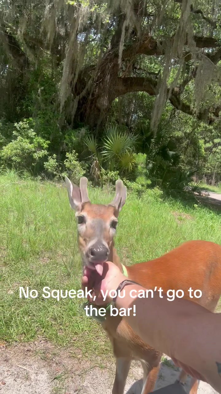 @Critter Kiki
