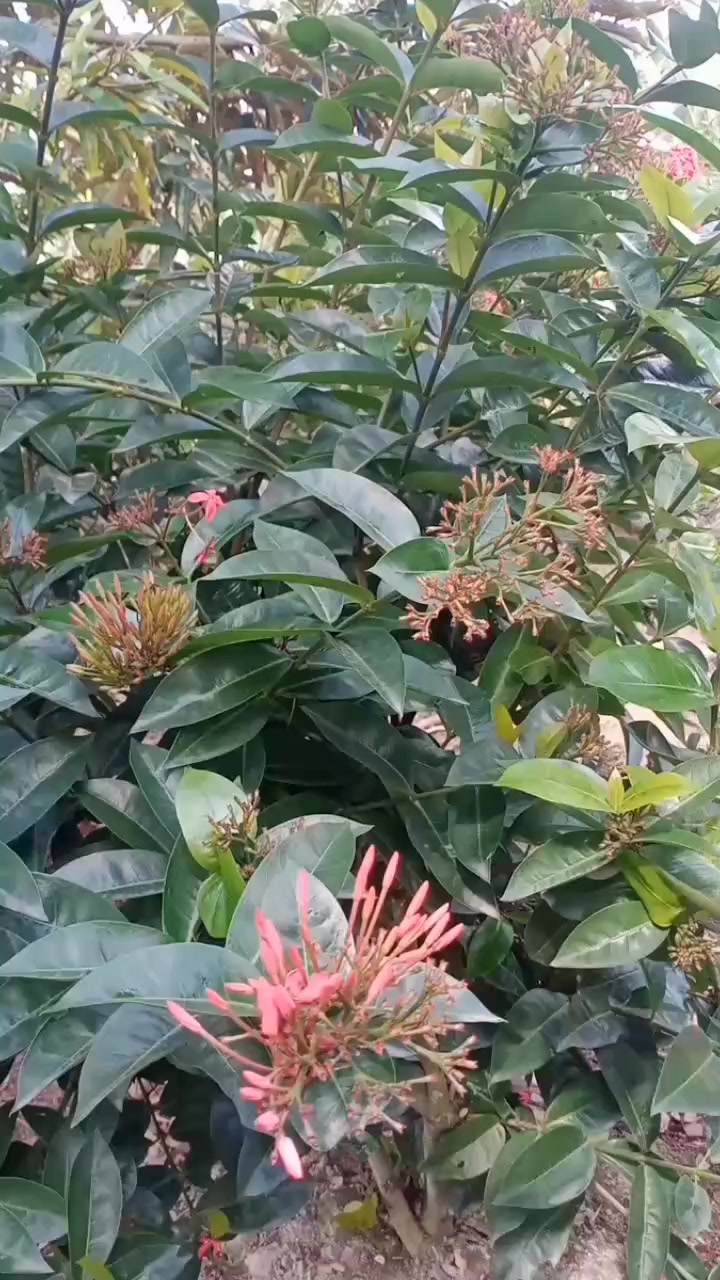 @Trúc Mai