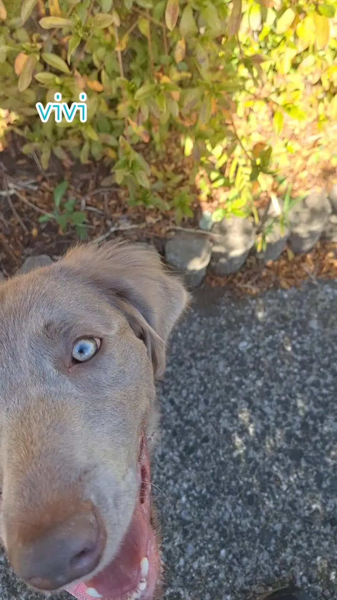 @大型犬3頭&小型老犬4頭多頭飼いの生活