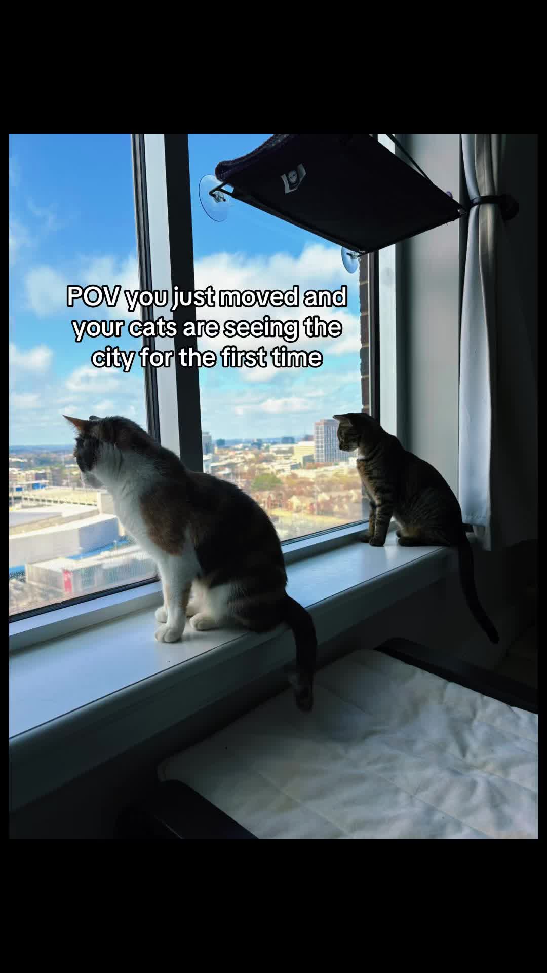 @Quinn The Calico
