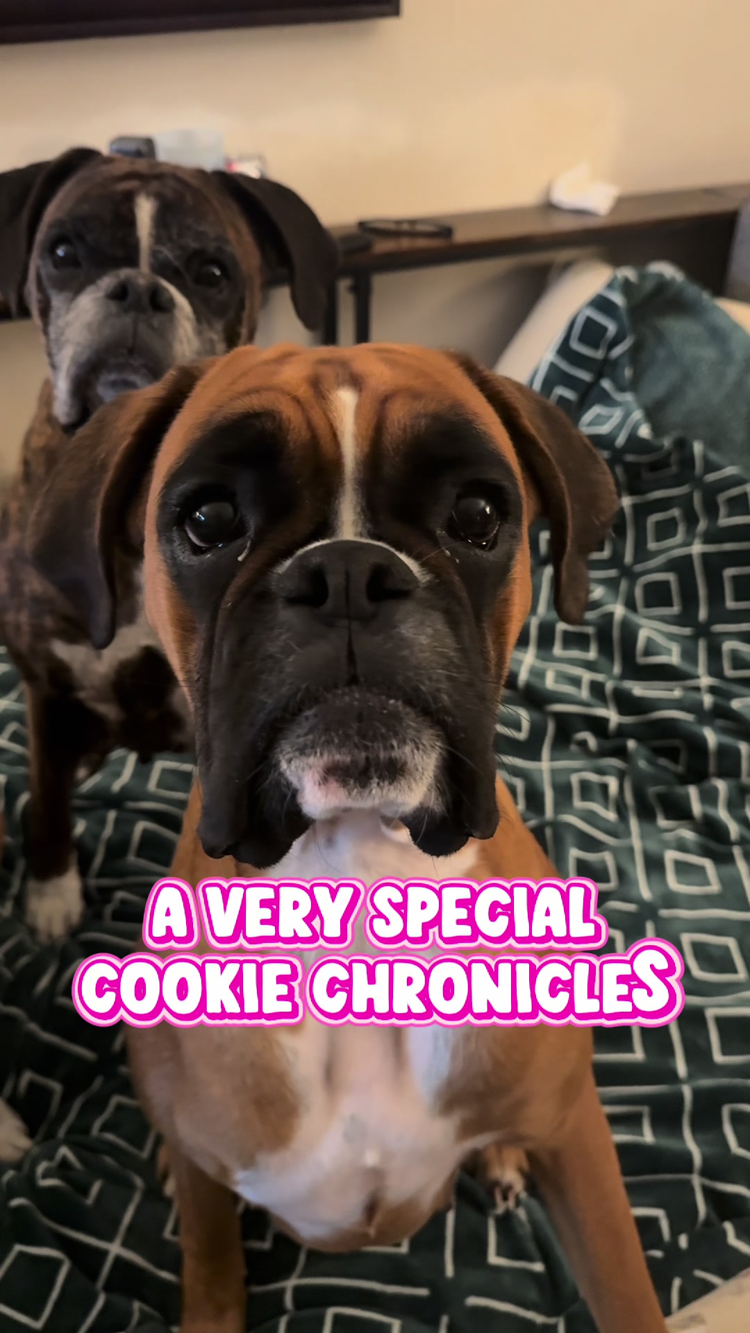 @boxermadness