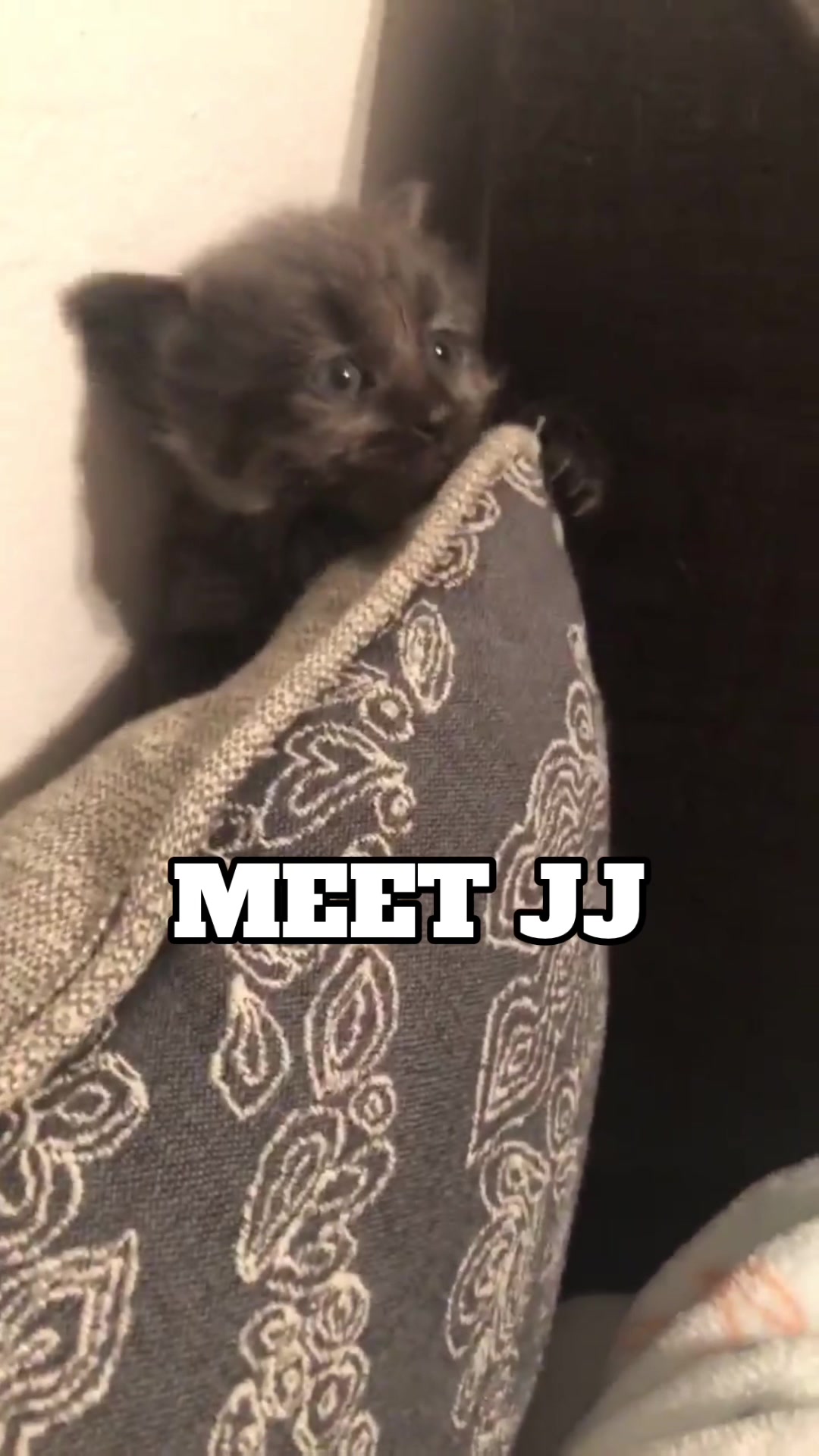 @three_meows_and_a_lady