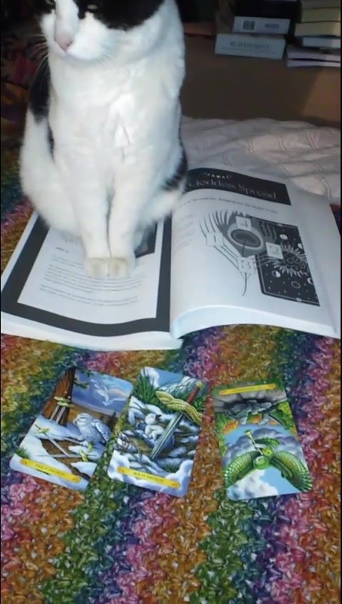 @the_owlsvisiontarot