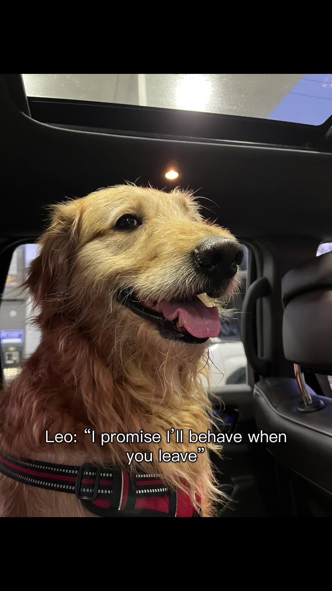 @Leo the Doodle