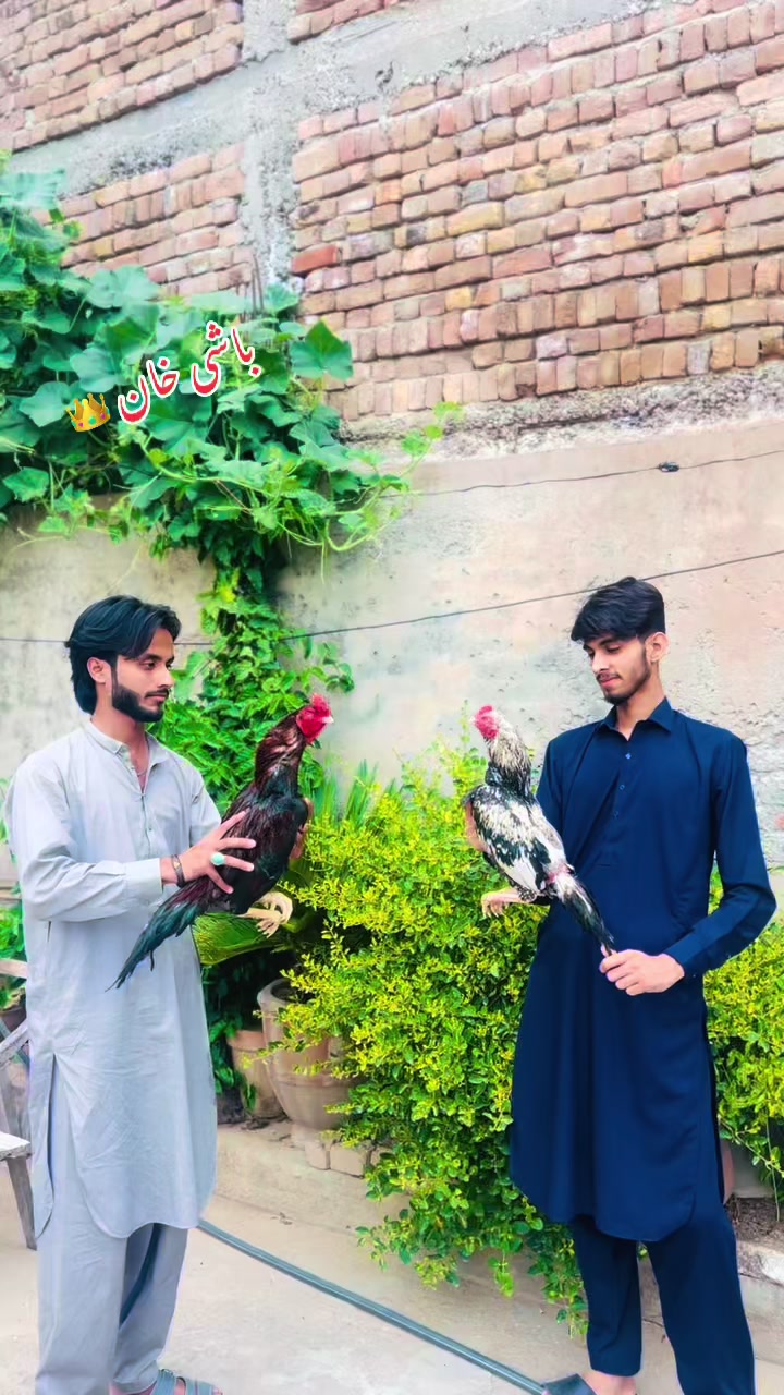 @👑عثمان اصیل 👑