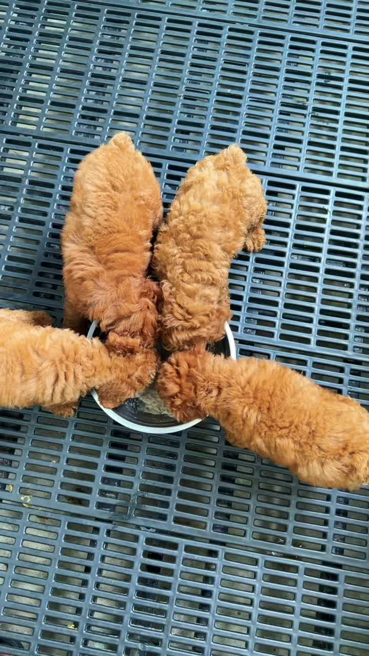 @Sky Pet Shop MDY 2