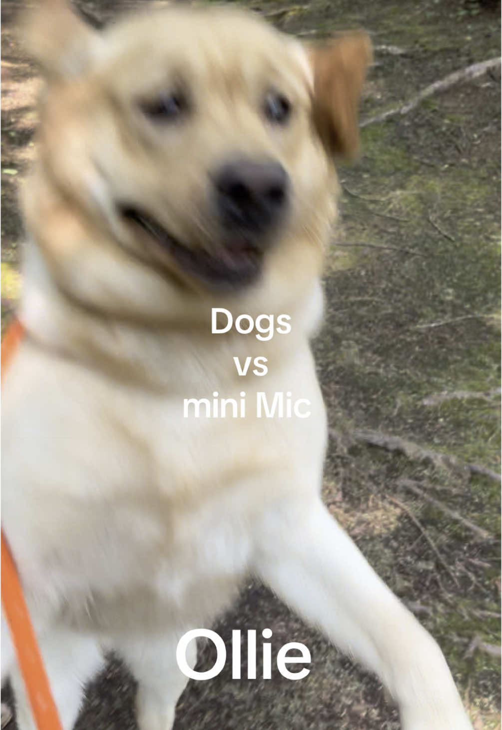 @Browndoginn